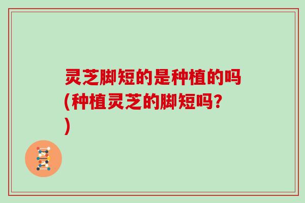 灵芝脚短的是种植的吗(种植灵芝的脚短吗？)
