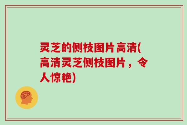 灵芝的侧枝图片高清(高清灵芝侧枝图片，令人惊艳)