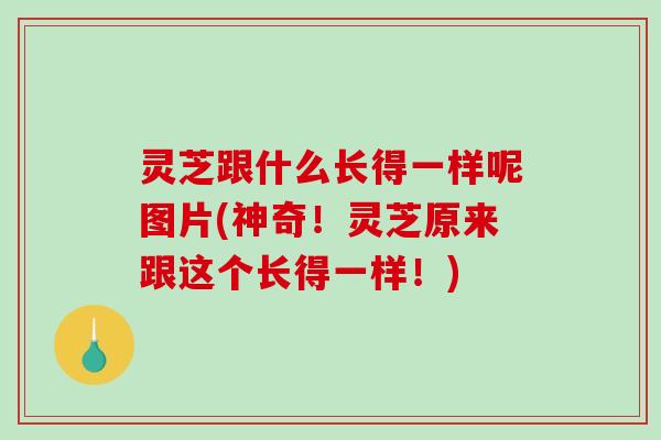 灵芝跟什么长得一样呢图片(神奇！灵芝原来跟这个长得一样！)