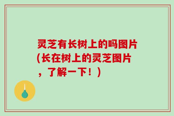 灵芝有长树上的吗图片(长在树上的灵芝图片，了解一下！)