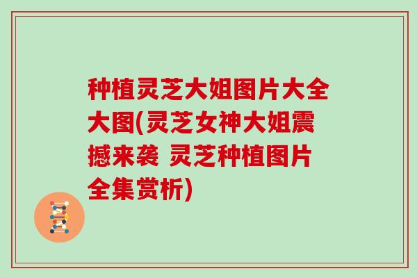 种植灵芝大姐图片大全大图(灵芝女神大姐震撼来袭 灵芝种植图片全集赏析)