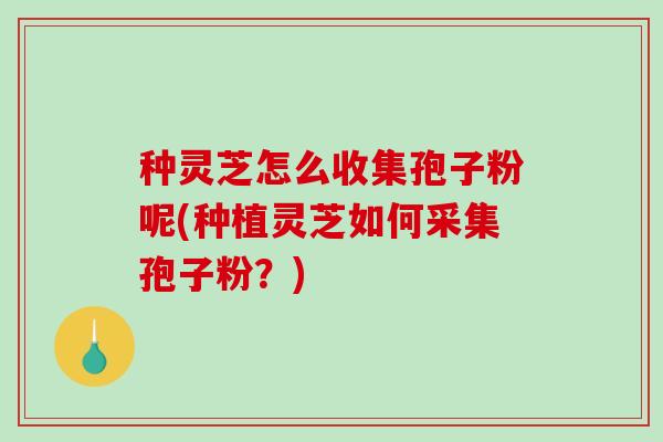 种灵芝怎么收集孢子粉呢(种植灵芝如何采集孢子粉？)