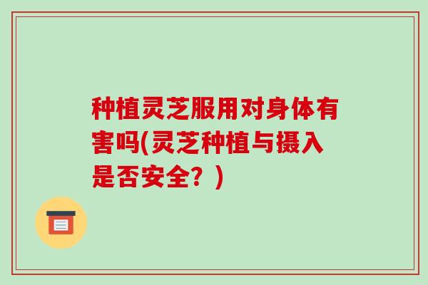 种植灵芝服用对身体有害吗(灵芝种植与摄入是否安全？)