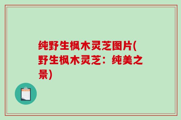纯野生枫木灵芝图片(野生枫木灵芝：纯美之景)