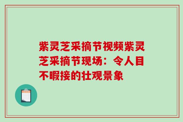 紫灵芝采摘节视频紫灵芝采摘节现场：令人目不暇接的壮观景象