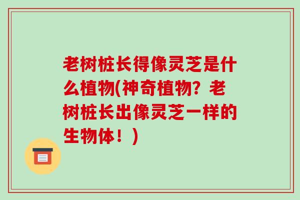 老树桩长得像灵芝是什么植物(神奇植物？老树桩长出像灵芝一样的生物体！)