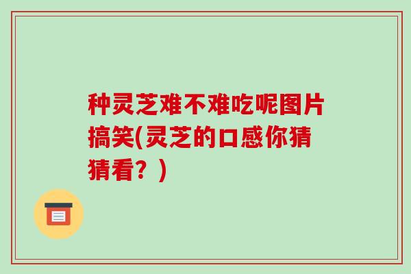 种灵芝难不难吃呢图片搞笑(灵芝的口感你猜猜看？)
