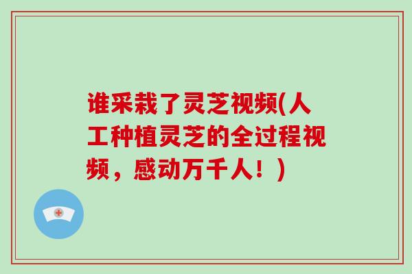 谁采栽了灵芝视频(人工种植灵芝的全过程视频，感动万千人！)