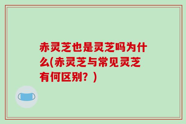 赤灵芝也是灵芝吗为什么(赤灵芝与常见灵芝有何区别？)