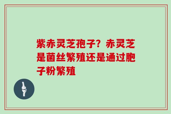 紫赤灵芝孢子？赤灵芝是菌丝繁殖还是通过胞子粉繁殖