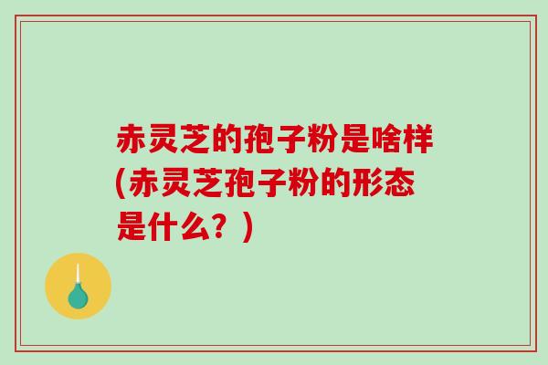 赤灵芝的孢子粉是啥样(赤灵芝孢子粉的形态是什么？)