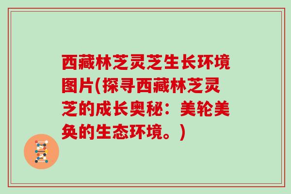 西藏林芝灵芝生长环境图片(探寻西藏林芝灵芝的成长奥秘：美轮美奂的生态环境。)