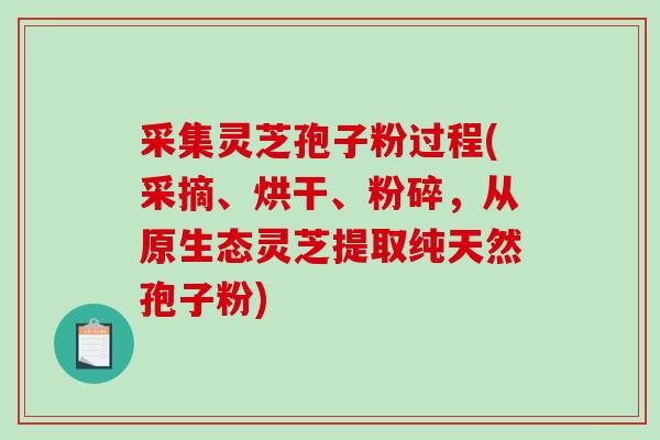 采集灵芝孢子粉过程(采摘、烘干、粉碎，从原生态灵芝提取纯天然孢子粉)