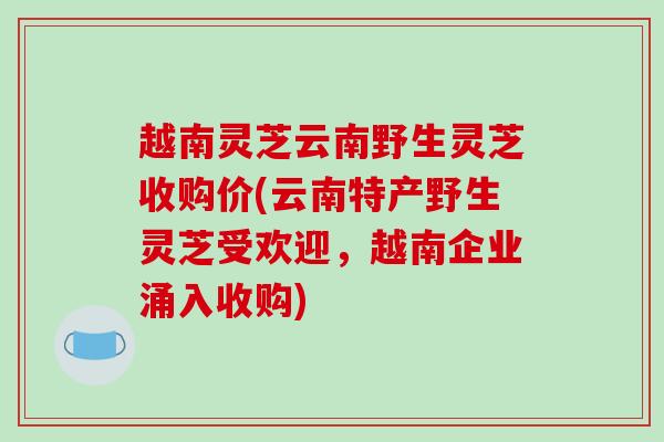 越南灵芝云南野生灵芝收购价(云南特产野生灵芝受欢迎，越南企业涌入收购)