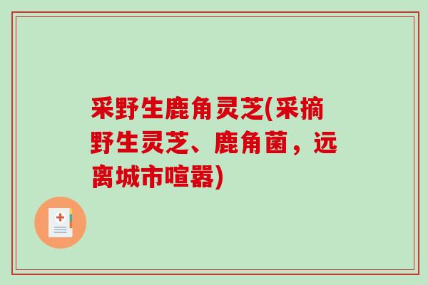 采野生鹿角灵芝(采摘野生灵芝、鹿角菌，远离城市喧嚣)