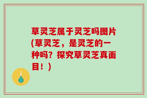 草灵芝属于灵芝吗图片(草灵芝，是灵芝的一种吗？探究草灵芝真面目！)