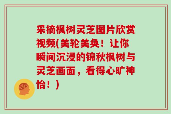 采摘枫树灵芝图片欣赏视频(美轮美奂！让你瞬间沉浸的锦秋枫树与灵芝画面，看得心旷神怡！)
