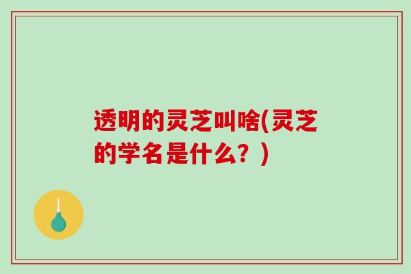 透明的灵芝叫啥(灵芝的学名是什么？)