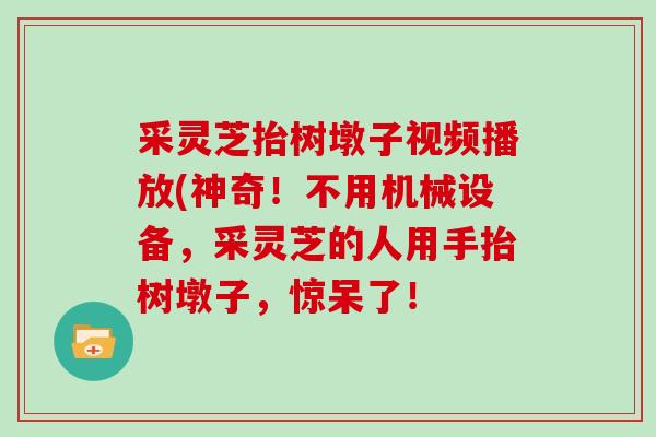 采灵芝抬树墩子视频播放(神奇！不用机械设备，采灵芝的人用手抬树墩子，惊呆了！