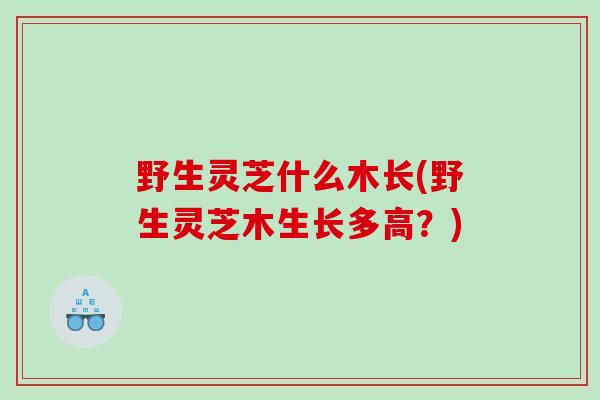 野生灵芝什么木长(野生灵芝木生长多高？)