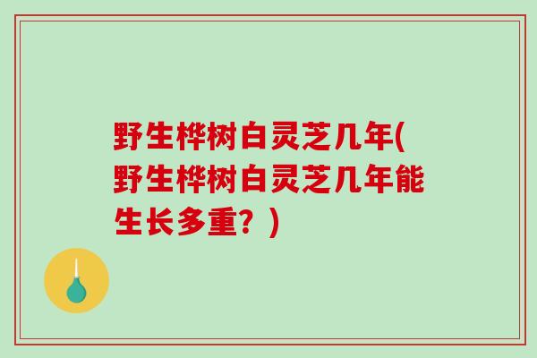 野生桦树白灵芝几年(野生桦树白灵芝几年能生长多重？)