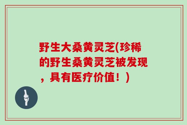 野生大桑黄灵芝(珍稀的野生桑黄灵芝被发现，具有医疗价值！)