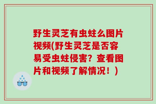 野生灵芝有虫蛀么图片视频(野生灵芝是否容易受虫蛀侵害？查看图片和视频了解情况！)