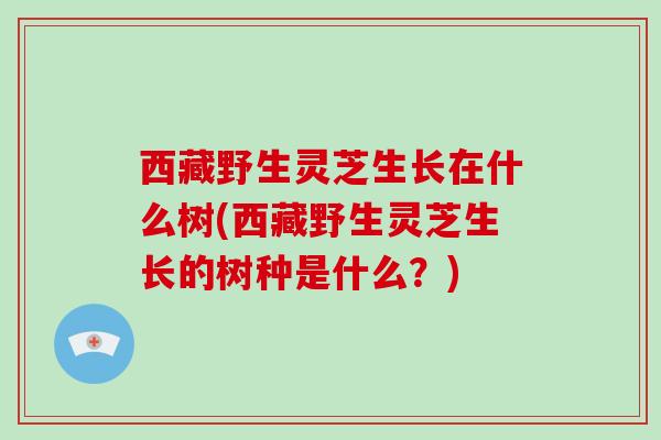 西藏野生灵芝生长在什么树(西藏野生灵芝生长的树种是什么？)