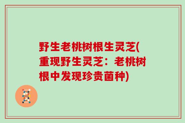 野生老桃树根生灵芝(重现野生灵芝：老桃树根中发现珍贵菌种)