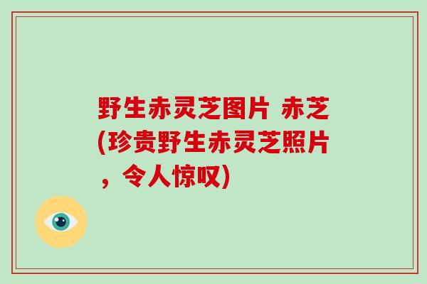 野生赤灵芝图片 赤芝(珍贵野生赤灵芝照片，令人惊叹)