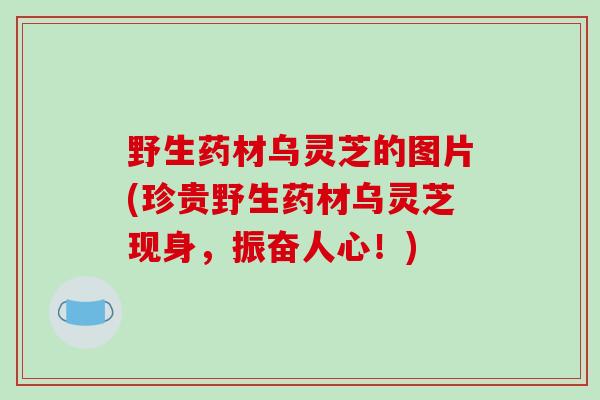 野生药材乌灵芝的图片(珍贵野生药材乌灵芝现身，振奋人心！)