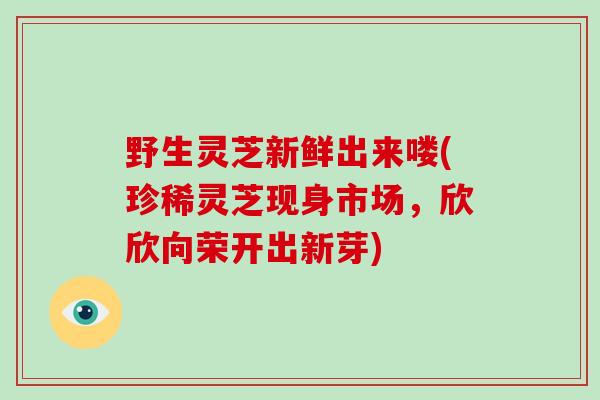 野生灵芝新鲜出来喽(珍稀灵芝现身市场，欣欣向荣开出新芽)