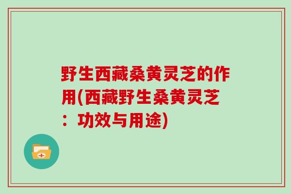 野生西藏桑黄灵芝的作用(西藏野生桑黄灵芝：功效与用途)