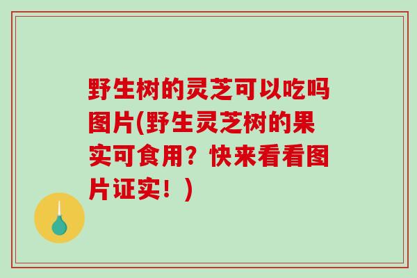 野生树的灵芝可以吃吗图片(野生灵芝树的果实可食用？快来看看图片证实！)