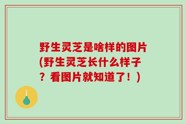 野生灵芝是啥样的图片(野生灵芝长什么样子？看图片就知道了！)