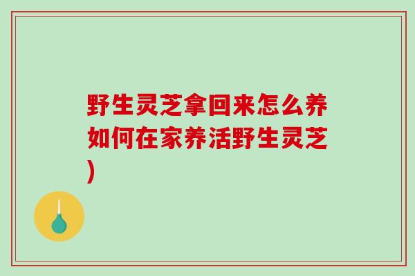 野生灵芝拿回来怎么养如何在家养活野生灵芝)