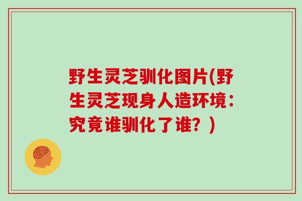 野生灵芝驯化图片(野生灵芝现身人造环境：究竟谁驯化了谁？)