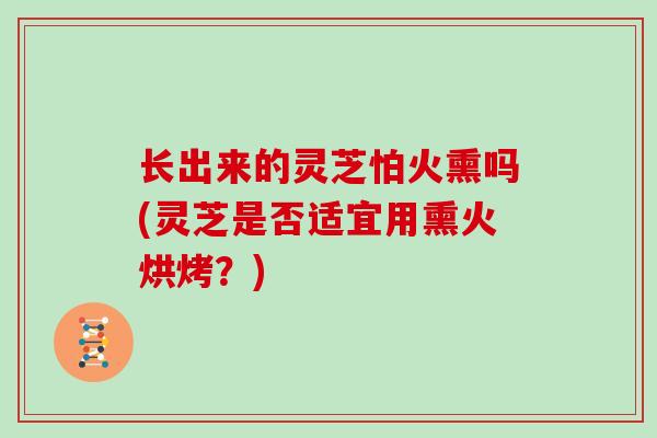 长出来的灵芝怕火熏吗(灵芝是否适宜用熏火烘烤？)