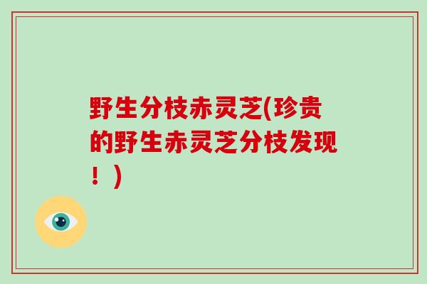 野生分枝赤灵芝(珍贵的野生赤灵芝分枝发现！)