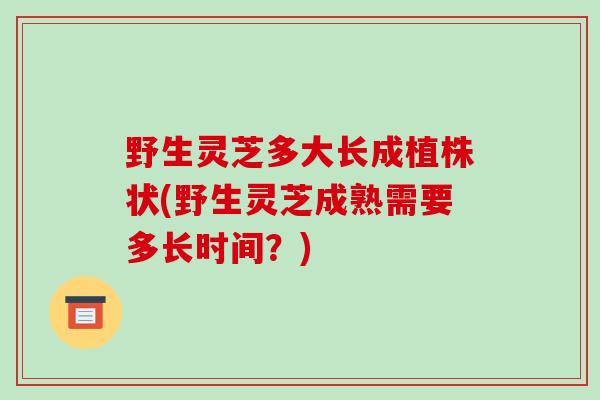 野生灵芝多大长成植株状(野生灵芝成熟需要多长时间？)