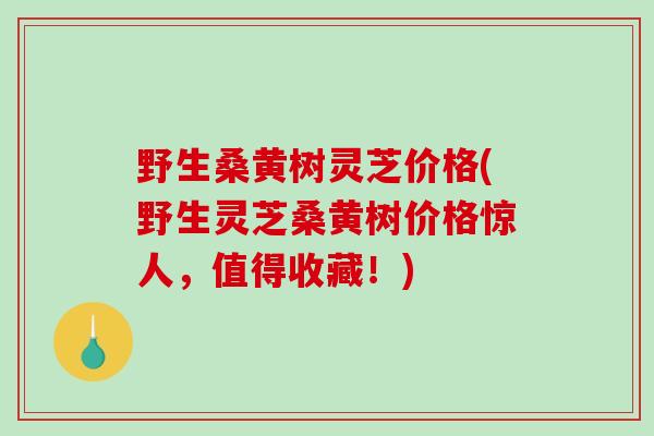 野生桑黄树灵芝价格(野生灵芝桑黄树价格惊人，值得收藏！)