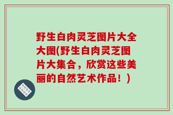 野生白肉灵芝图片大全大图(野生白肉灵芝图片大集合，欣赏这些美丽的自然艺术作品！)