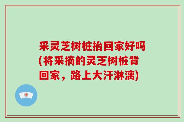 采灵芝树桩抬回家好吗(将采摘的灵芝树桩背回家，路上大汗淋漓)