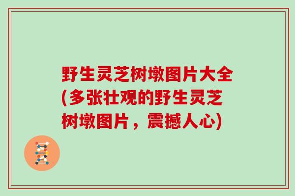 野生灵芝树墩图片大全(多张壮观的野生灵芝树墩图片，震撼人心)