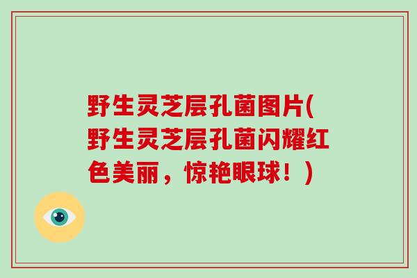 野生灵芝层孔菌图片(野生灵芝层孔菌闪耀红色美丽，惊艳眼球！)