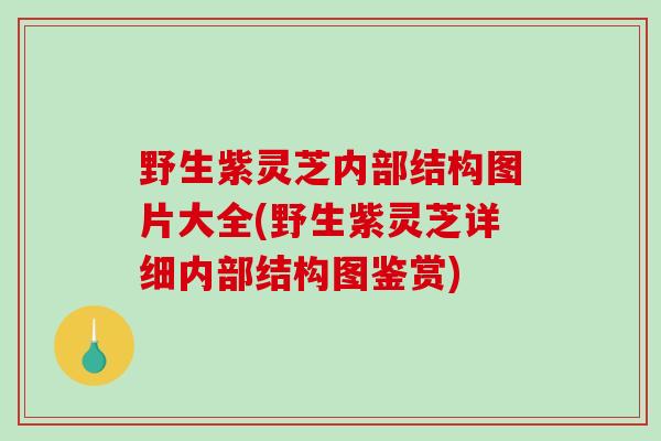 野生紫灵芝内部结构图片大全(野生紫灵芝详细内部结构图鉴赏)