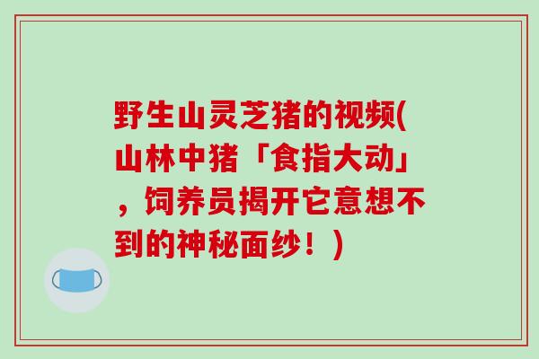野生山灵芝猪的视频(山林中猪「食指大动」，饲养员揭开它意想不到的神秘面纱！)