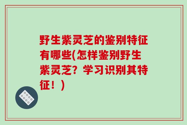 野生紫灵芝的鉴别特征有哪些(怎样鉴别野生紫灵芝？学习识别其特征！)