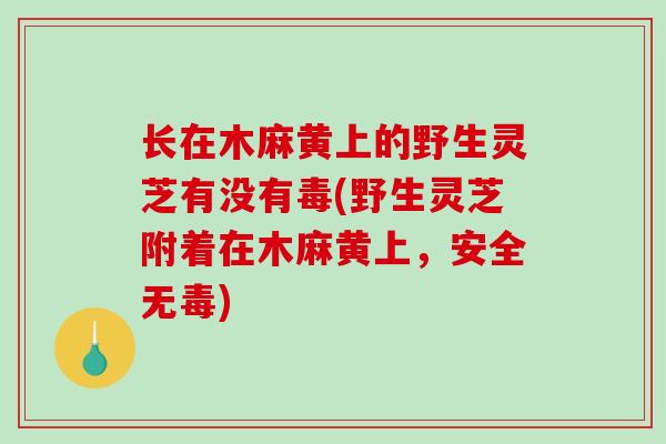 长在木麻黄上的野生灵芝有没有毒(野生灵芝附着在木麻黄上，安全无毒)