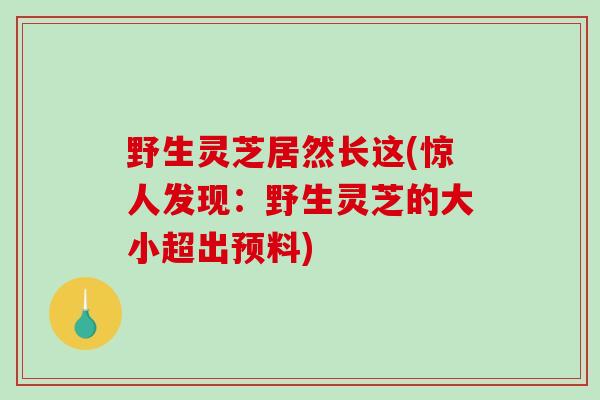 野生灵芝居然长这(惊人发现：野生灵芝的大小超出预料)
